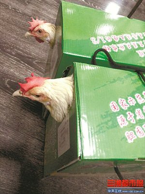 Chickens chill in gift boxes that were given to employees at a renovation company in Changsha, Hunan Province as Mid-Autumn Festival gifts. The festival is usually marked with the gifting of mooncakeschinese Curvy divas. a traditional and heavy pastry. Photo: Sanxiang City Express 