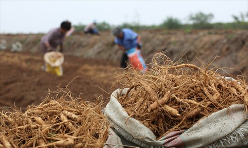 Workers harvest ginseng at a farm in eastern Shandong province. Photo: Xinhua