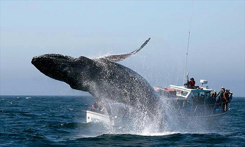 Chances of seeing a whale during a whale watching trip largely rely on one's luck and the weather conditions. Photo: Courtesy of Song Feifei