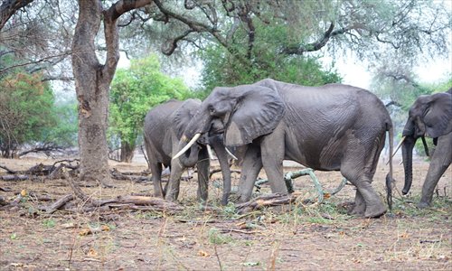 A herd of elephants walk in the Mana Pools National Park, Zimbabwe. (Photo: Courtesy of BSR)