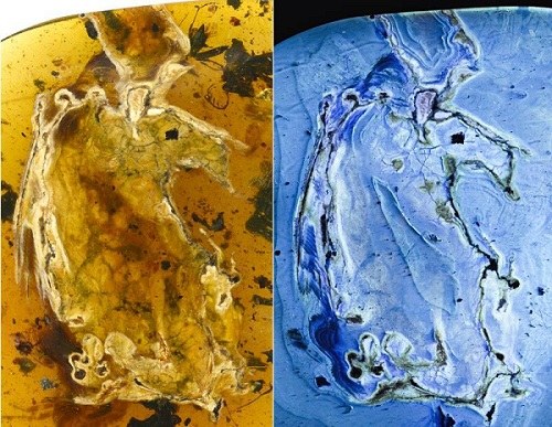 Photos of ��Pancake Bird�� under natural light and fluorescence. (Photo provided to chinadaily.com.cn)
