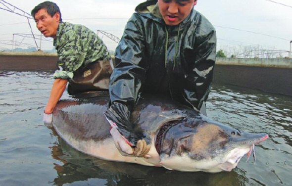 A beluga raised at the Qiandaohu Lake fishing farm of Kaluga Queen. (Photo by Gao Erqiang/China Daily)