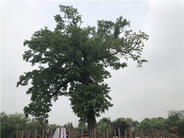 An Ormosia hosiei tree over 1,000 years old is undergoing maintenance at Hongdou village, Shigu town in Shifang city, Southwest China��s Sichuan province, May 4, 2018. (Photo by Yao Yao/chinadaily.com.cn)