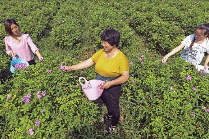 Villagers work at a rose farm in a modern agriculture demonstration zone in Yongqing county, Hebei Province. (Photo/Xinhua)