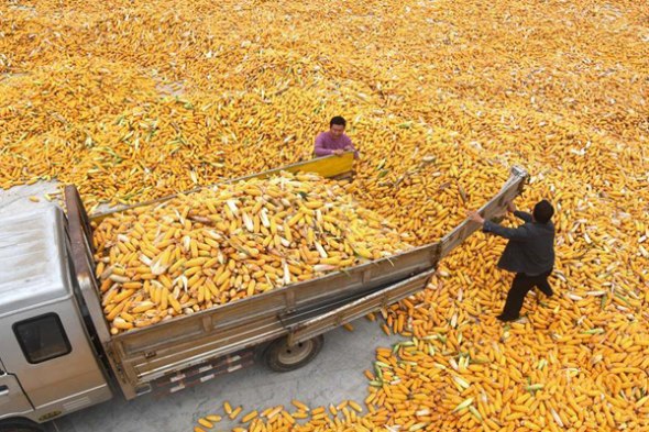 Farmers unload corn in Gouya village of Dazhuang town in Yinan county, East China's Shandong province, Oct 8, 2017. ��Photo/Xinhua��