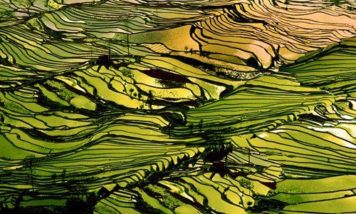 Yuanyang rice terraces �C a carpet waved in Heaven